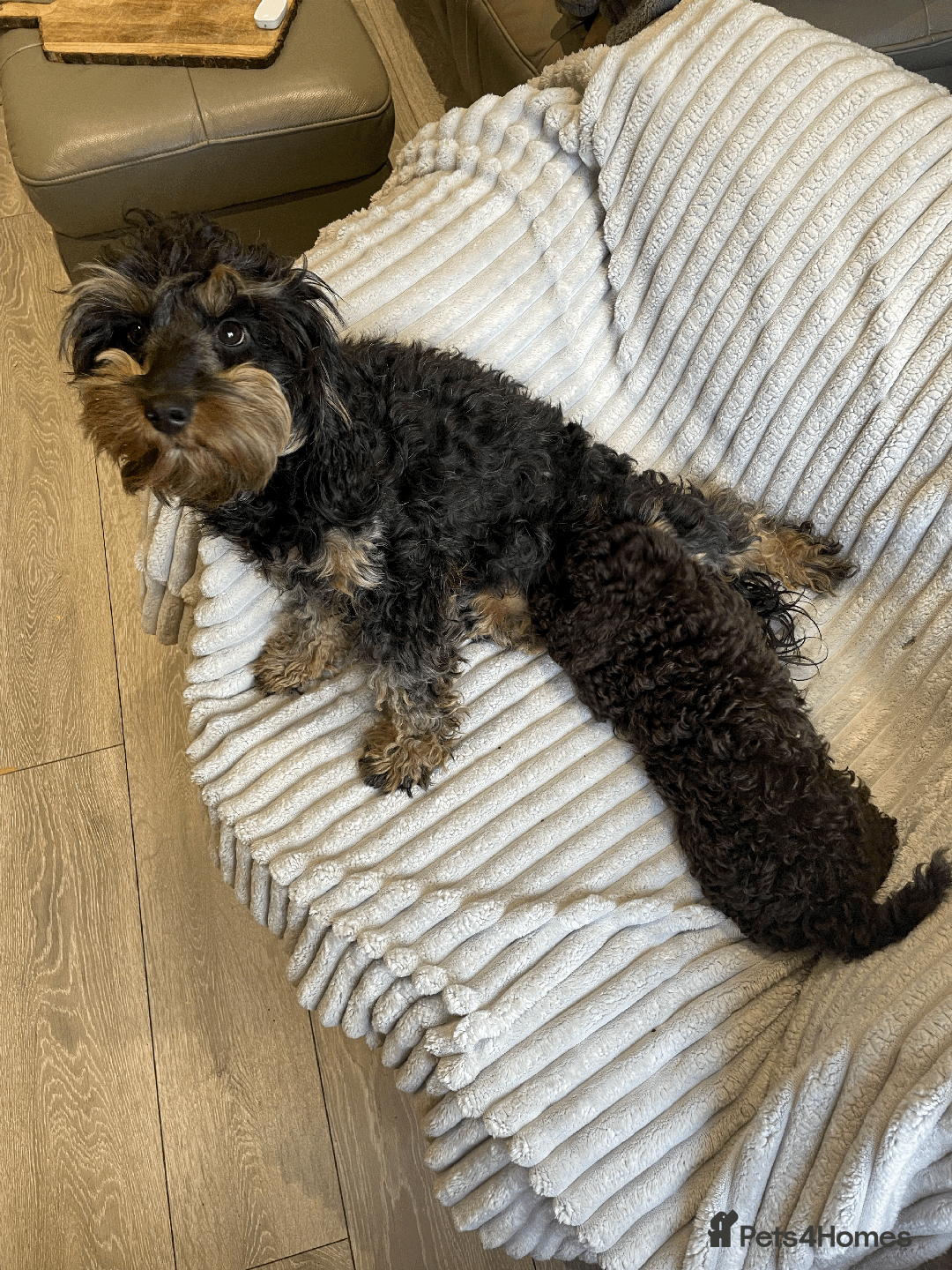 Cockapoo dogs for sale: F1b Toy Cockapoo puppy - Advert 26