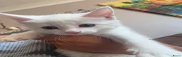Turkish Angora cats for sale: Kittens - Advert 16