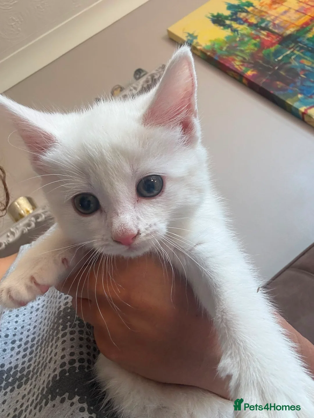 Turkish Angora cats for sale: Kittens - Advert 16