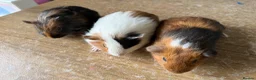 Guinea Pig rodents for sale: Stunning baby make guinea pigs  - Advert 4