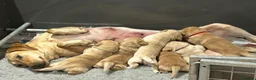 Labrador Retriever dogs for sale: 8-Month-Old KC Registered Working Labrador Dog - Advert 3