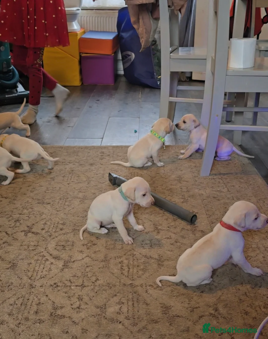 Mixed Breed dogs for sale: English pointer cross saluki/greyhound  - Advert 3