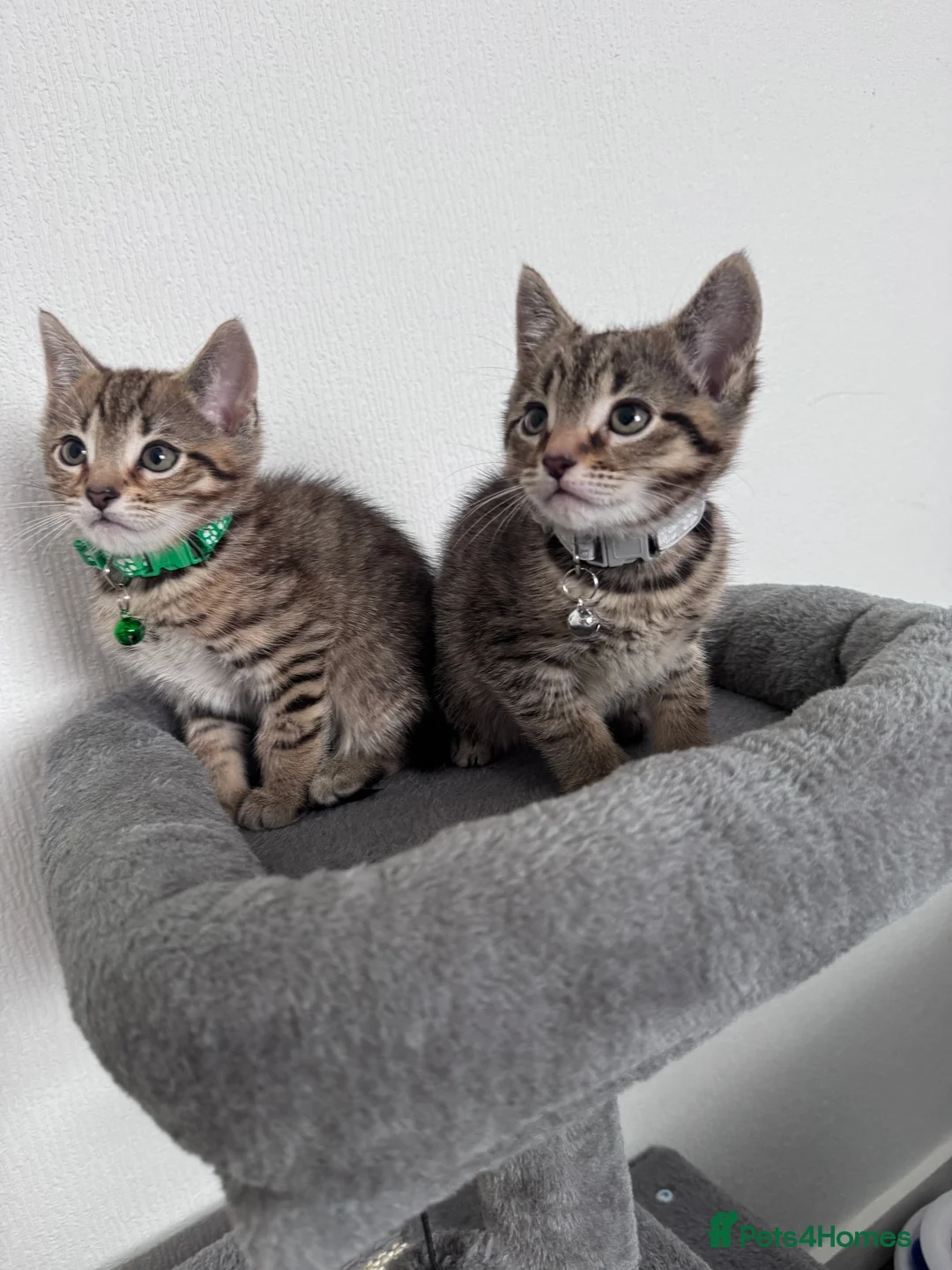 Mixed Breed cats for sale: Two adorable tabby kittens - Advert 2