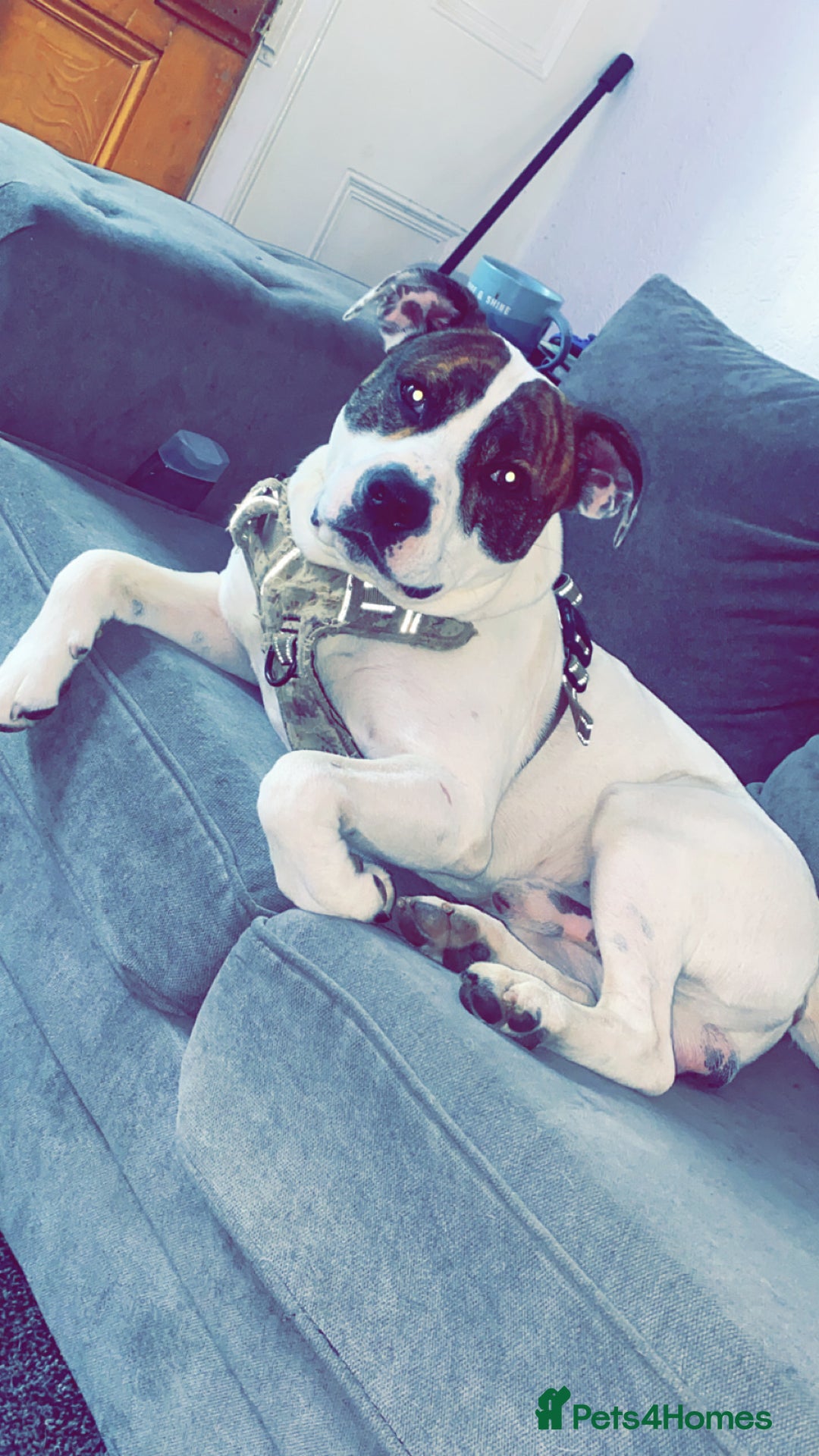 Mixed Breed dogs for sale: 2 year old American bulldog x staff in Nelson - Image 1