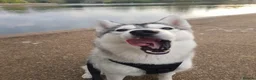 Siberian Husky dogs for stud: Miss Luna in London - Advert 3