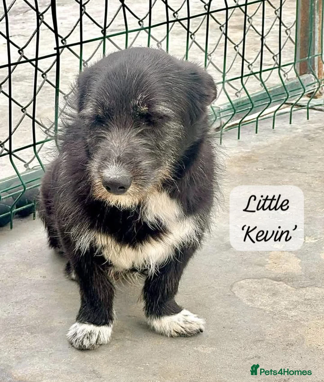 Mixed Breed dogs for adoption: Kevin, 11 months approx. Available for adoption. - Advert 1