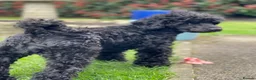 Toy Poodle dogs for sale: Black toy poodle in Manchester - Advert 35