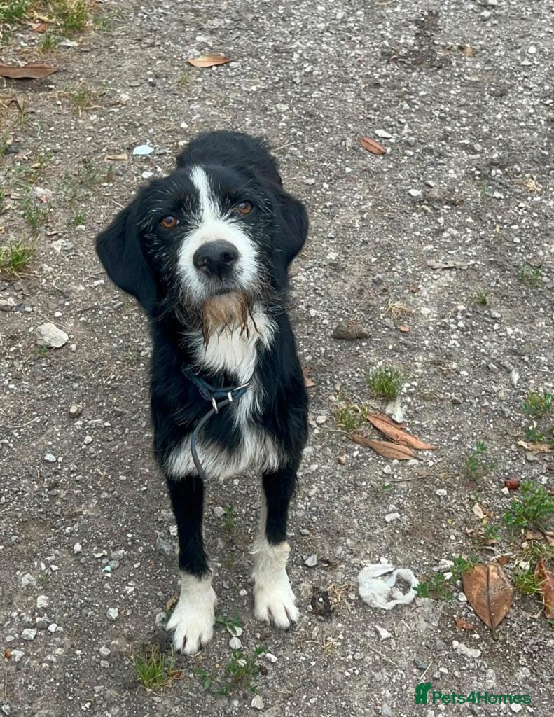 Mixed Breed dogs for adoption: Dracaris in Alfreton - Advert 1