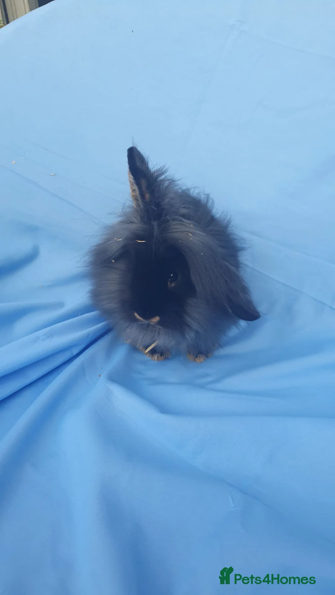 Lionhead rabbits for sale: Lionhead Mini lop  - Advert 4