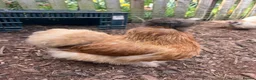 Chickens poultry for sale: Silkie Hatching Eggs - Advert 5