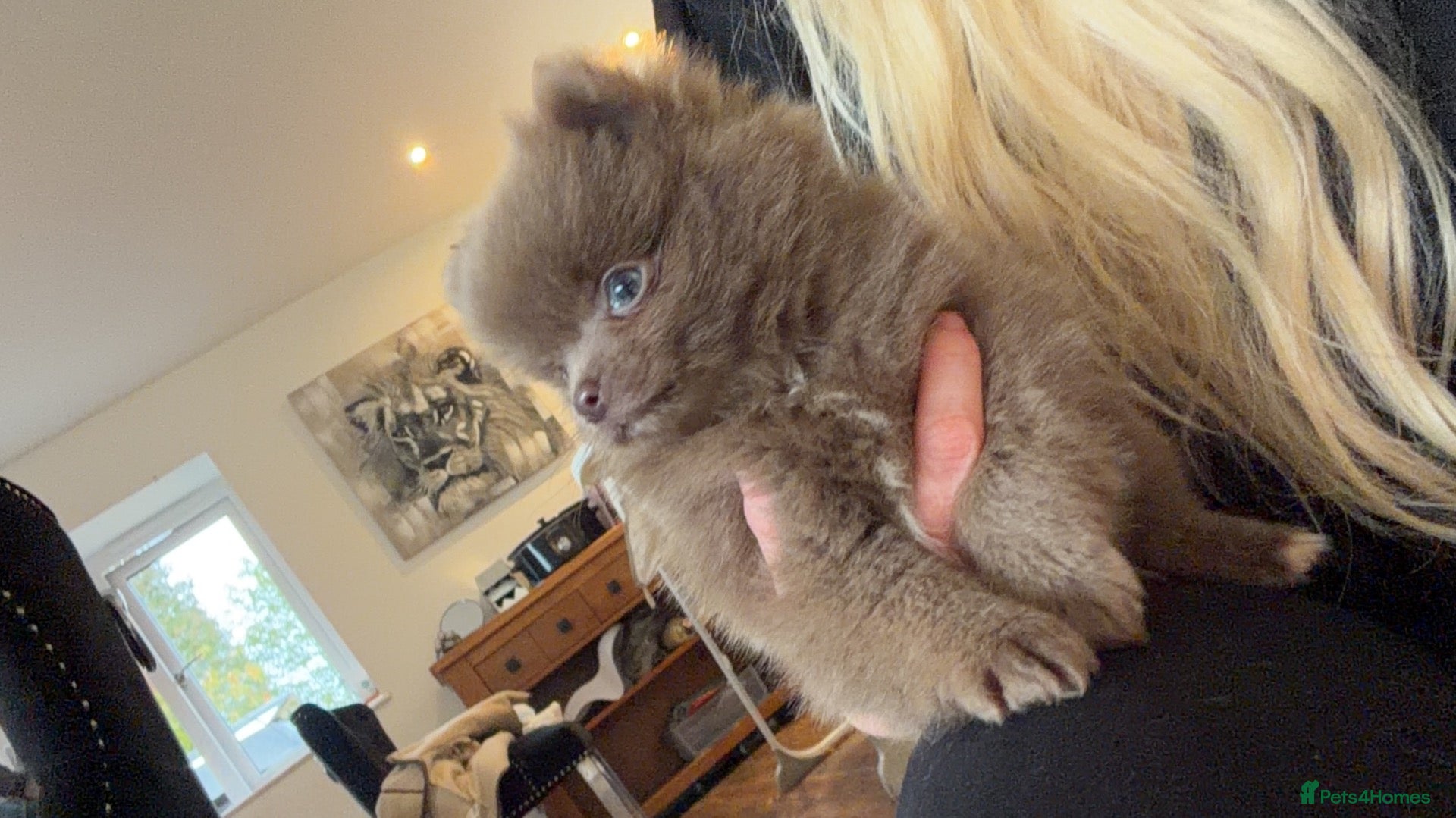 Pomeranian dogs for sale: Kc Lilac parti pom poms  - Advert 2