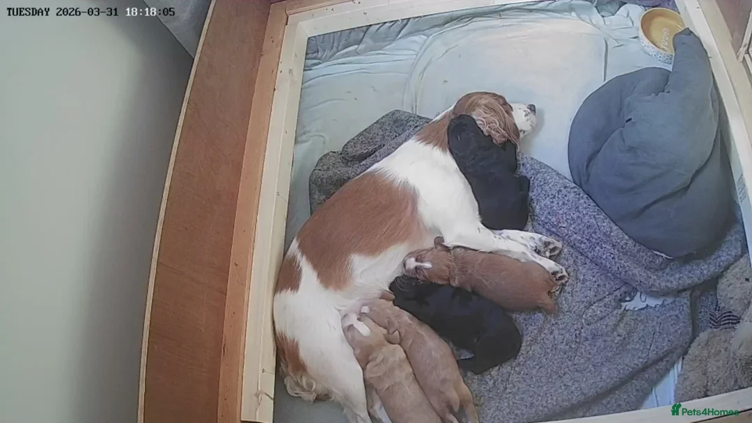 Cocker Spaniel dogs for sale: Cocker Spaniel Puppies - Advert 20