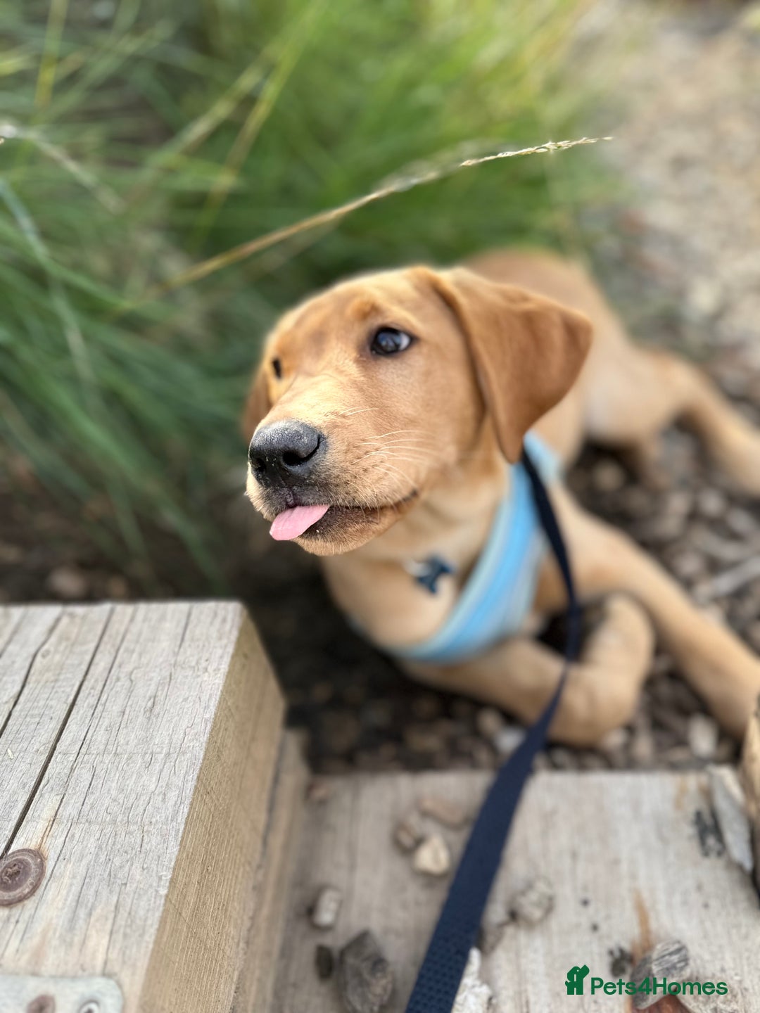 Labrador Retriever dogs for sale: Gorgeous Fox Red Labrador boy - Image 2