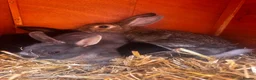 Netherland Dwarf rabbits for sale: Rabbits for sale - Advert 9