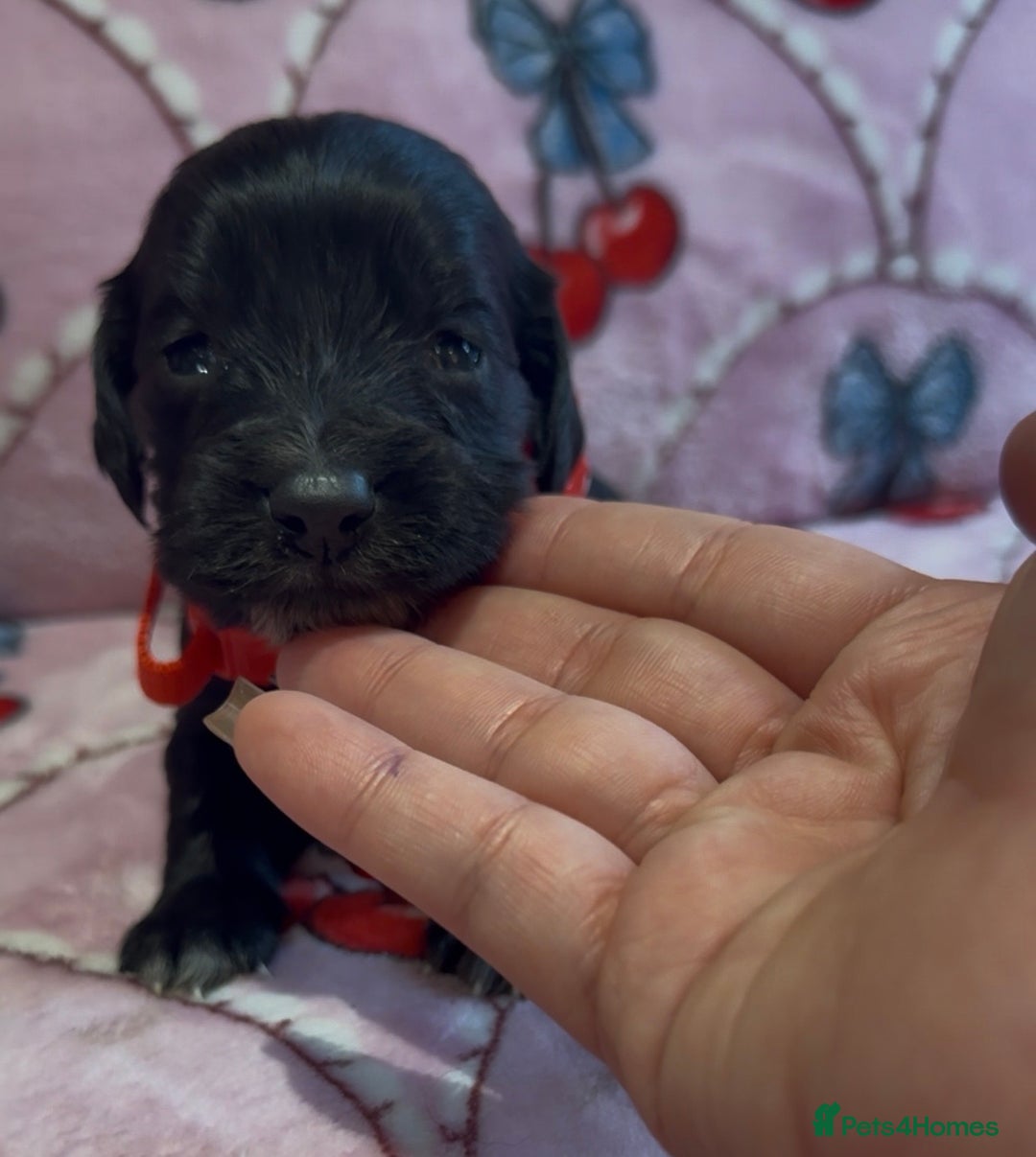 Cocker Spaniel dogs for sale: Gorgeous cocker spaniel READY TO LEAVE TODAY - Advert 18