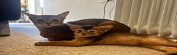 Abyssinian cats for sale: Beautiful Ruddy Abyssinian Kitten - Advert 1