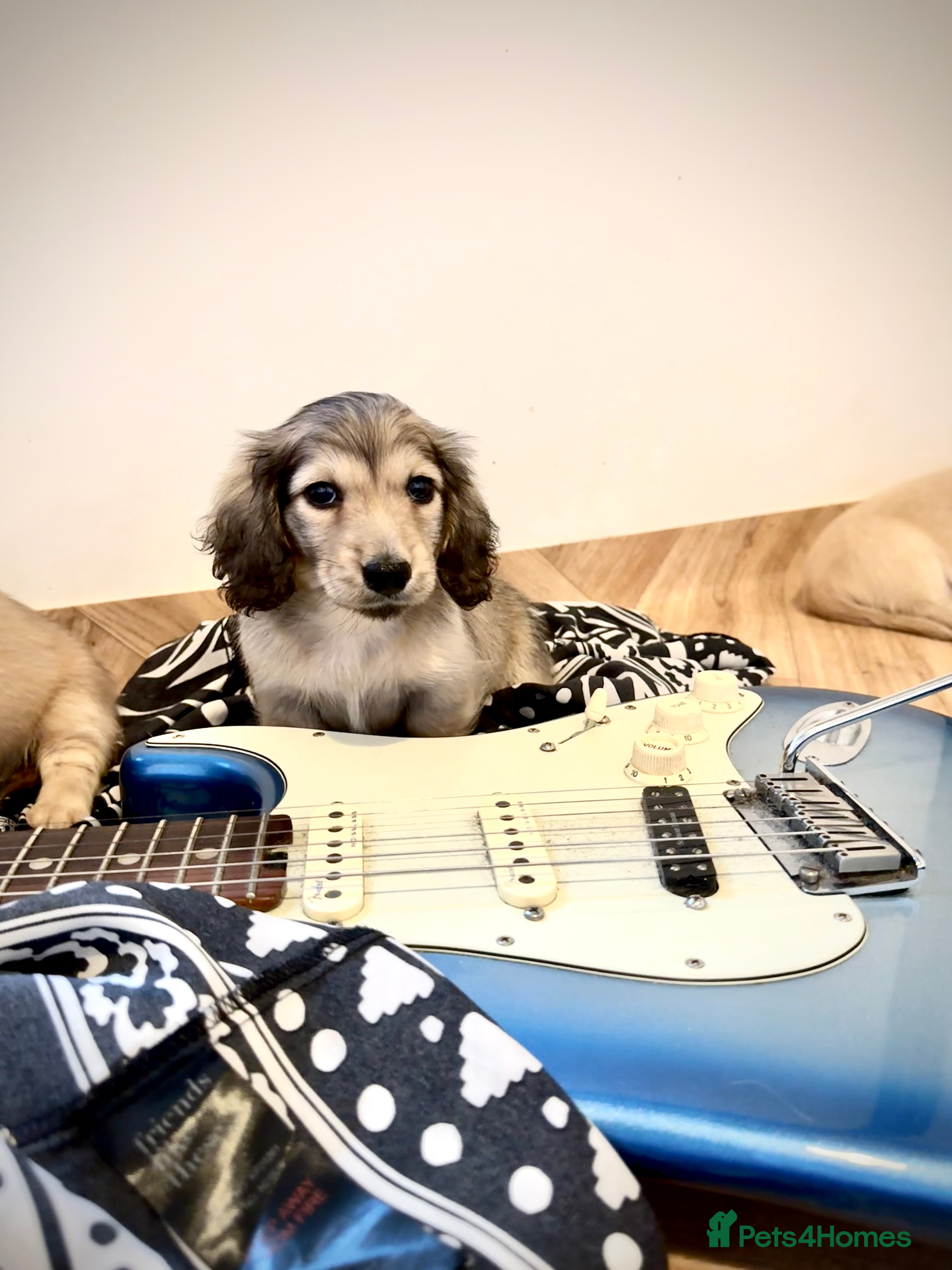 Miniature Dachshund dogs Kc reg cream miniature dachshund  - Advert 2