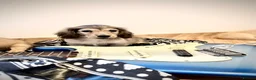 Miniature Dachshund dogs for sale: Kc reg cream miniature dachshund  - Advert 2