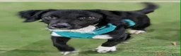 English Springer Spaniel dogs for sale: Springer spanial  in Didcot - Advert 1