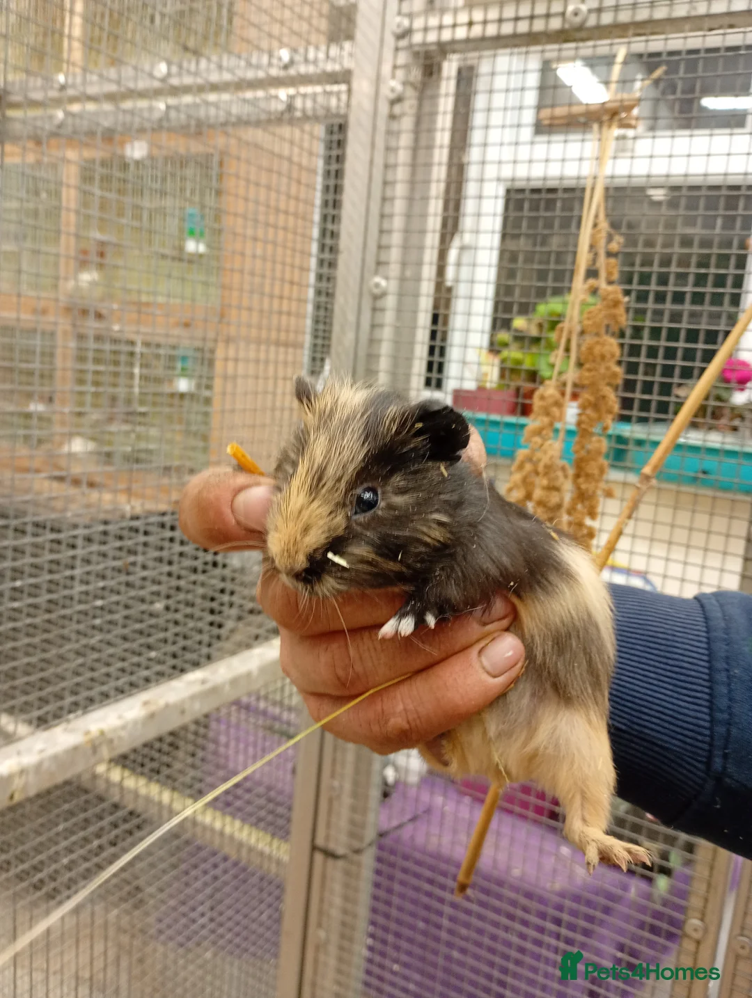 Guinea Pig rodents for sale: Guinea pigs male and female - Advert 2