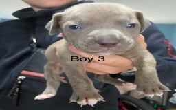 Mixed Breed dogs for sale: Staff x American pocket bully pups  - Image 10