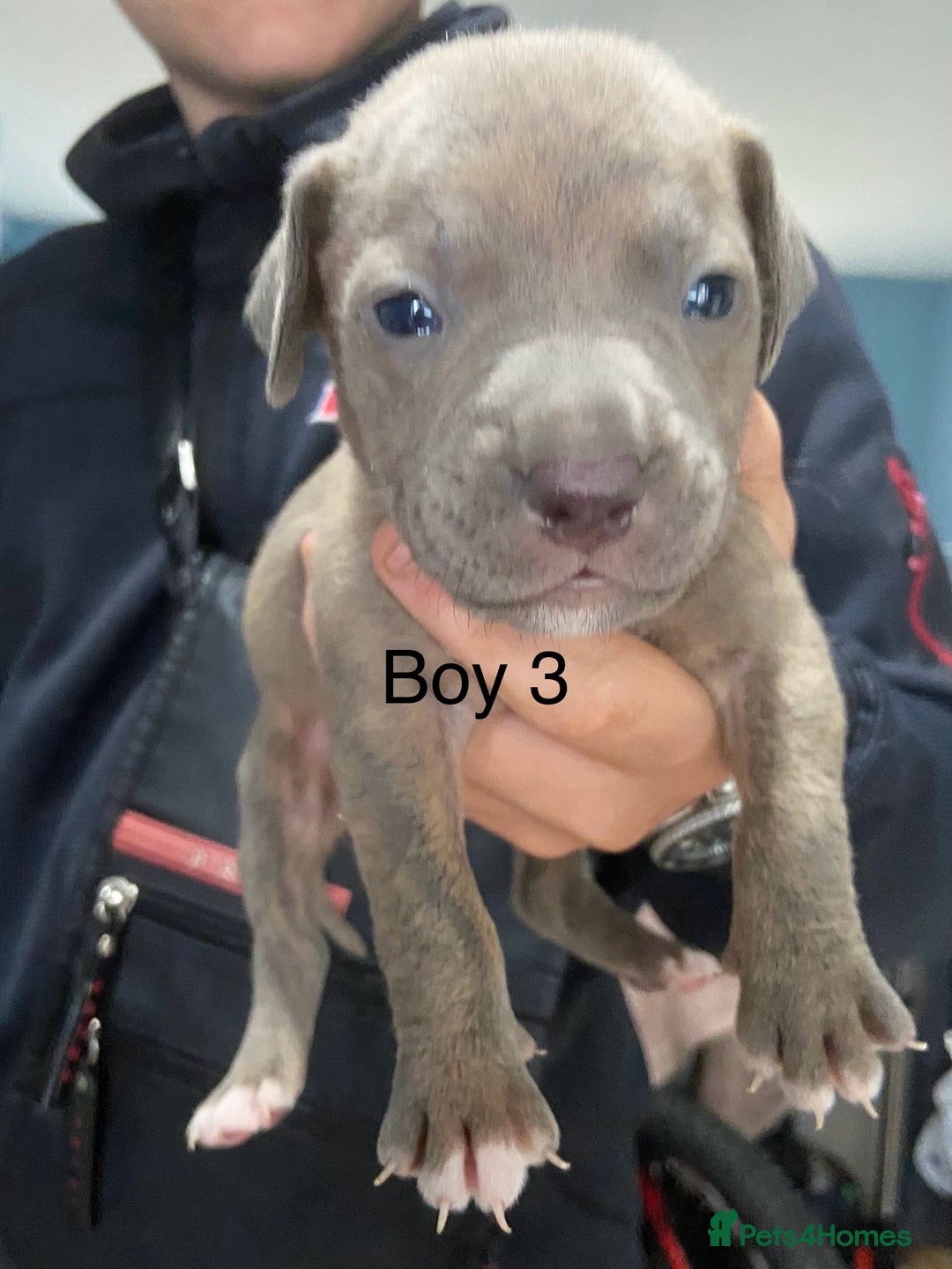 Mixed Breed dogs for sale: Staff x American pocket bully pups  - Image 10
