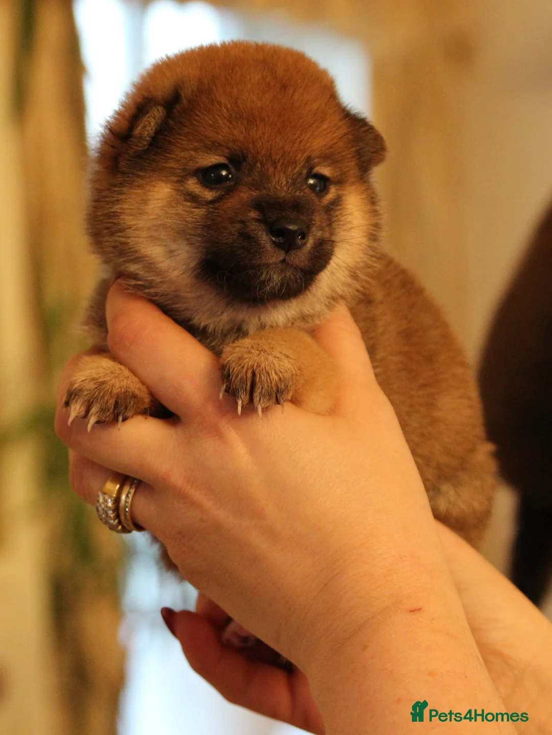 Japanese Shiba Inu dogs for sale: “KC Shiba Inu Puppies – Champion Bloodlines ❤️🏆” - Advert 5