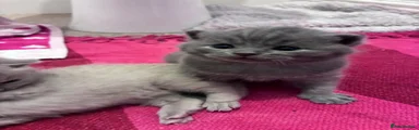 British Shorthair 1