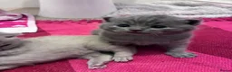 British Shorthair cats for sale: British Short Hair Kittens - Advert 15