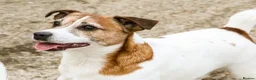 Jack Russell dogs for sale: KC Registered Smooth Jack Russell Terriers in Bordon - Advert 7