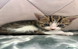 Mixed Breed cats for sale: 6 kittens not ready till 14th August  - Image 18