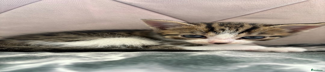 Mixed Breed Kitten 4