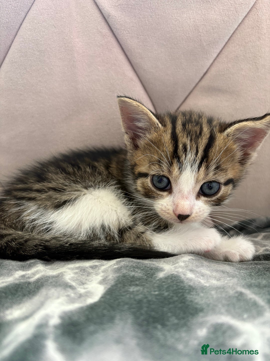 Mixed Breed cats for sale: 6 kittens not ready till 14th August  - Image 18