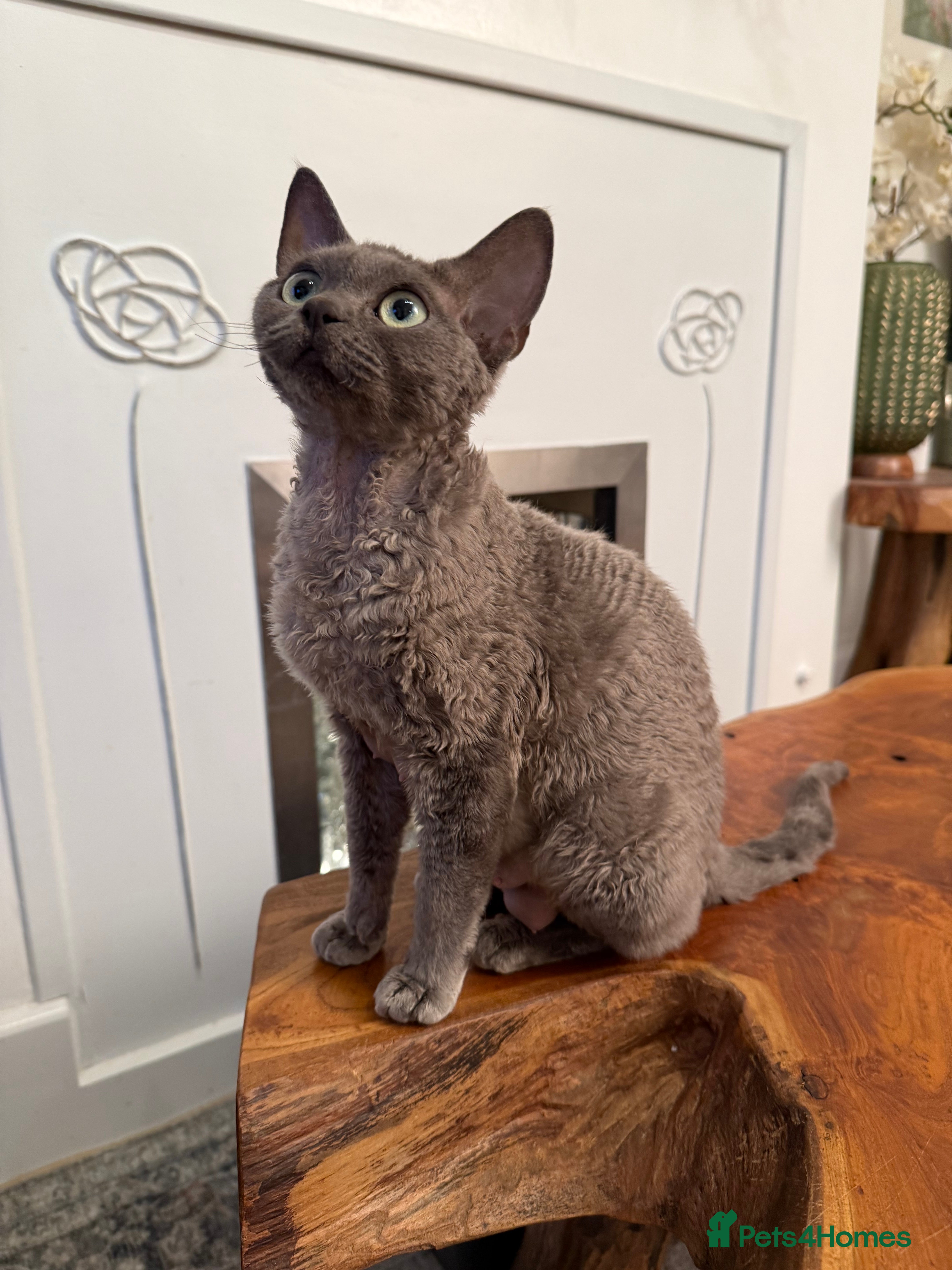 Devon Rex cats STUNNING SHOW GIRL - Advert 3