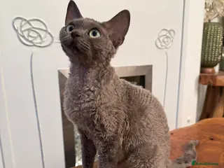 Devon Rex cats STUNNING SHOW GIRL - Advert 3