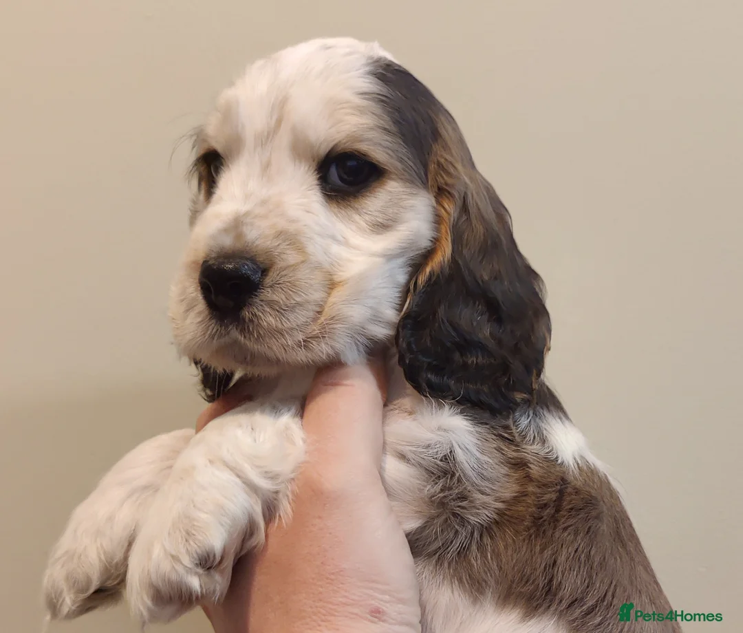 Cocker Spaniel dogs for sale: KC Registered Show Type Cocker Spaniels  - Advert 27