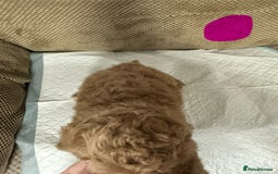 Cockapoo dogs for sale: Outstanding Cockapoos Puppies. 4 boys💙 2 girls 💗 - Image 13