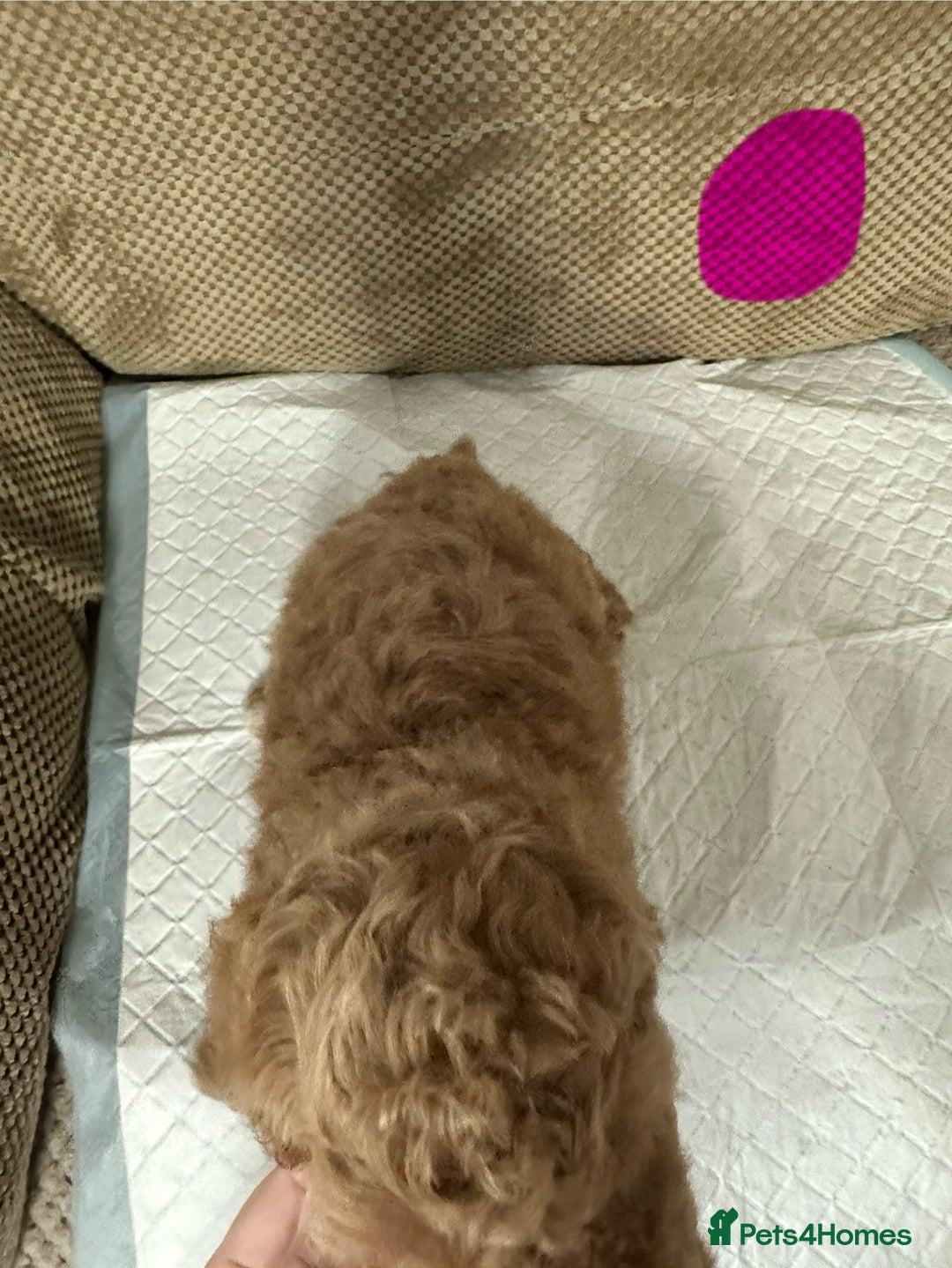 Cockapoo dogs for sale: Outstanding Cockapoos Puppies. 4 boys💙 2 girls 💗 - Image 13