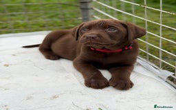 Labrador Retriever dogs for sale: KC SILVER/CHOCOLATE PEDIGREE LABRADOR PUPIES - Image 5