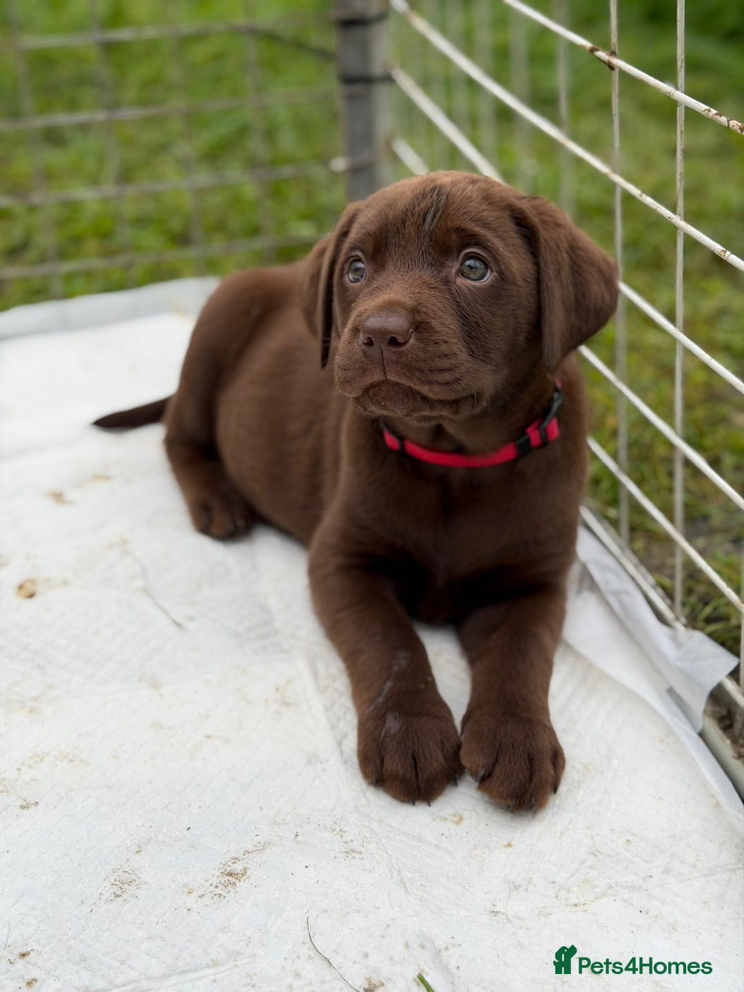 Labrador Retriever dogs for sale: KC SILVER/CHOCOLATE PEDIGREE LABRADOR PUPIES - Image 5