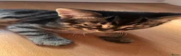 Mixed Breed cats for sale: Looking for my loving dream home!🐾 in Enfield - Advert 14