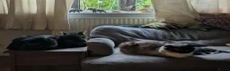 Mixed Breed cats for sale: Ragdoll Tabby Mix Fluffy Home Reared Kittens 2M/2F in Tonbridge - Advert 16