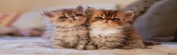 Persian cats for sale: Persian kittens  - Advert 3