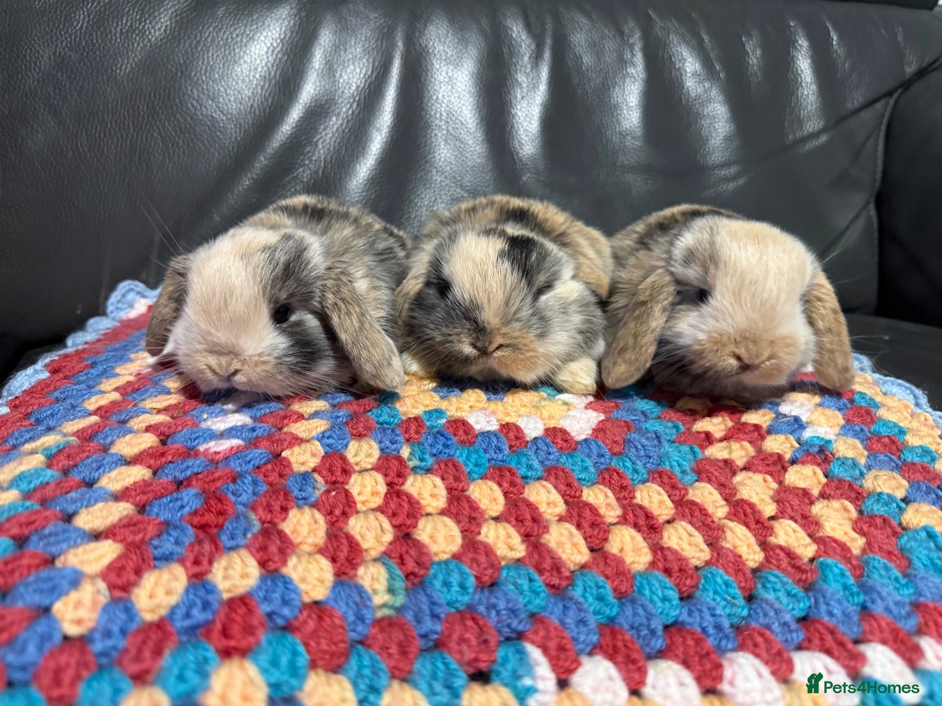 Mini Lop rabbits Mini Lop Bunnies  - Advert 17