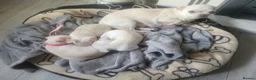 Chihuahua dogs for sale: 3 little pups  in Birmingham - Advert 5