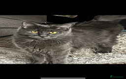 Maine Coon cats for sale: Blue Maine coon girl - Image 3