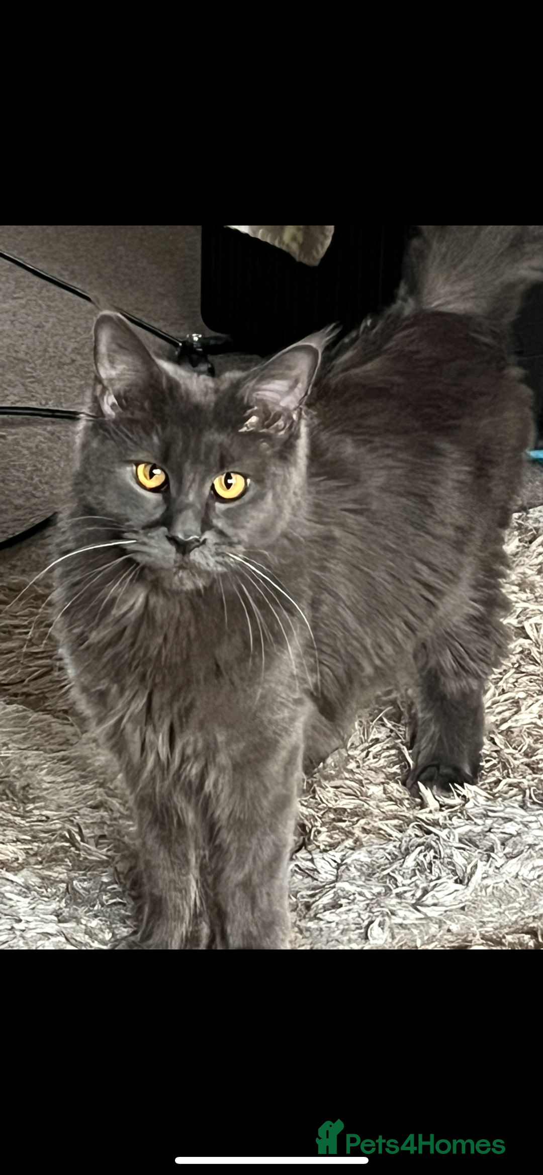 Maine Coon cats for sale: Blue Maine coon girl - Image 3