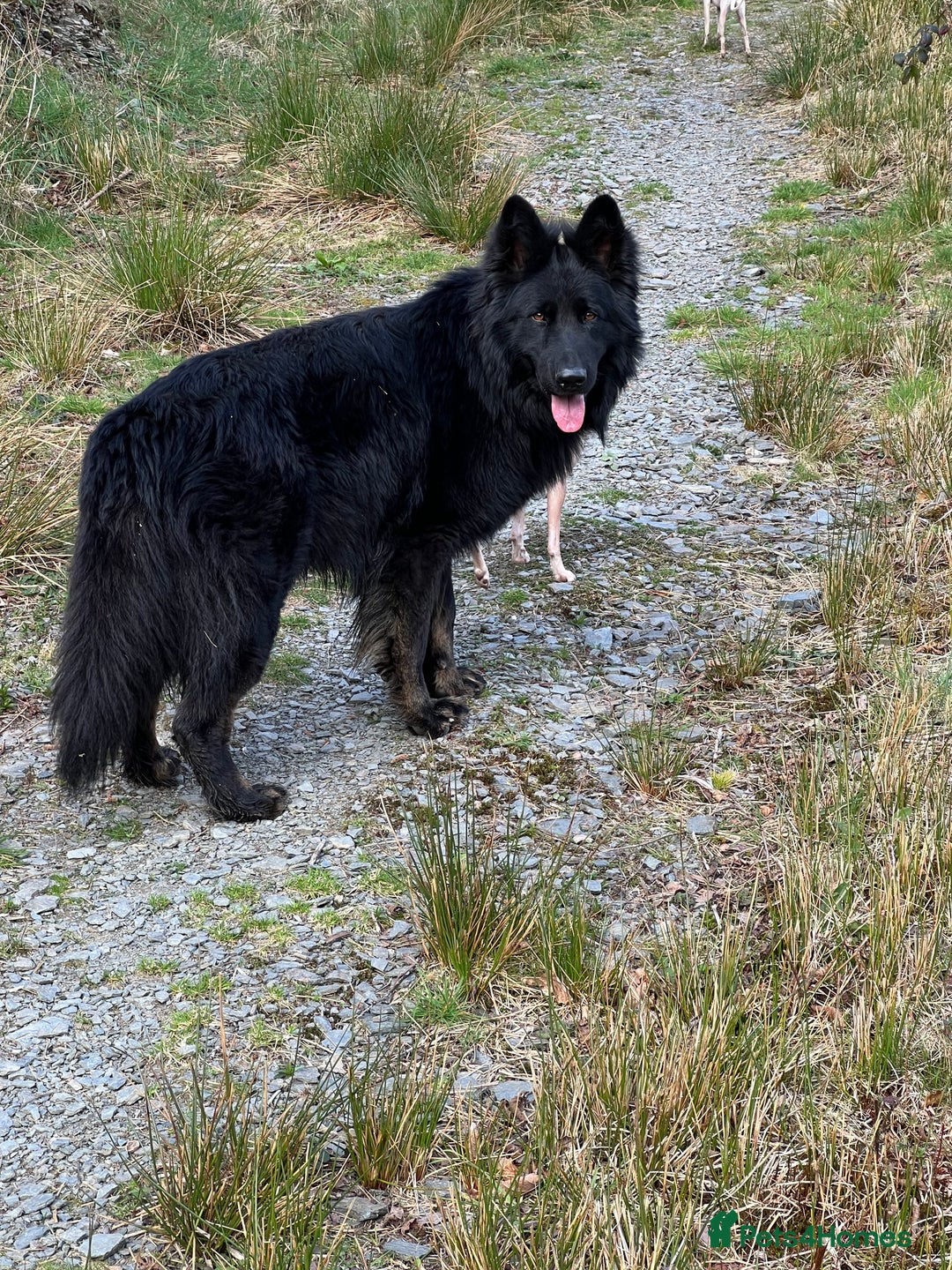 German Shepherd dogs for stud: Old-fashioned type GERMAN SHEPHERD at stud - Advert 3