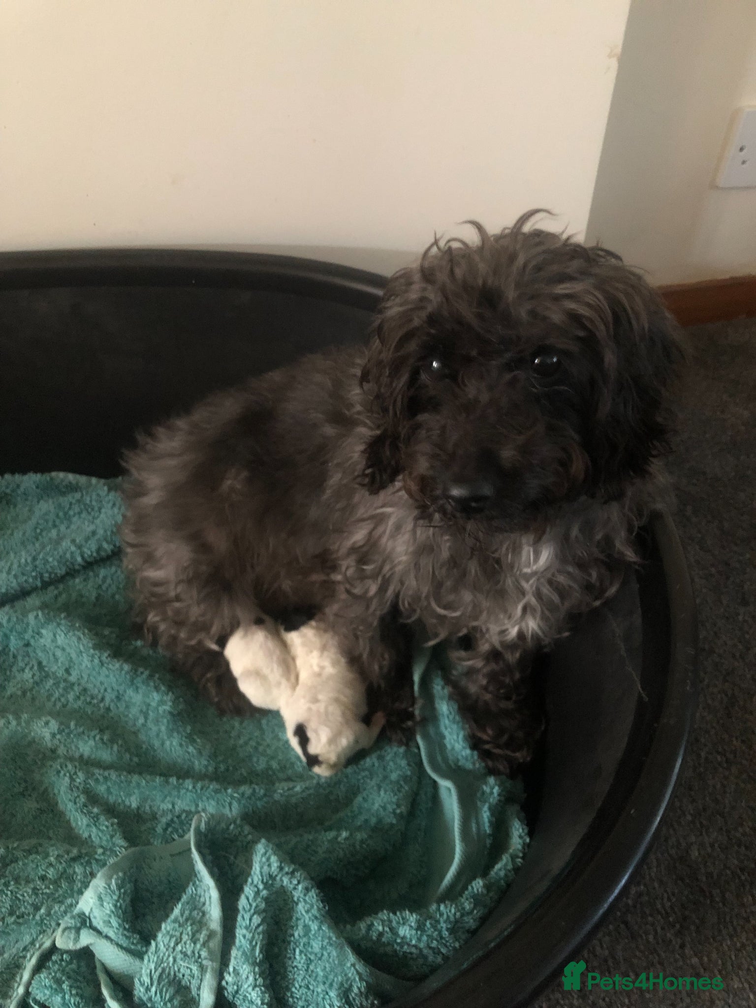 Mixed Breed dogs 2 jackapoo/chipoo puppies - Advert 1