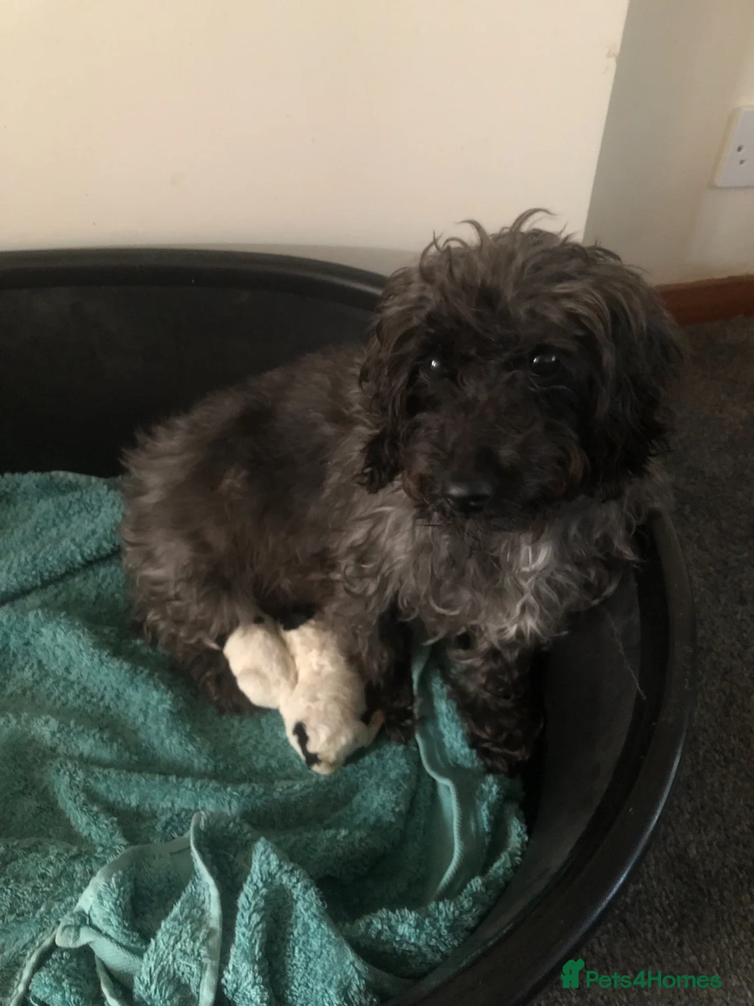 Mixed Breed dogs for sale: 2 jackapoo/chipoo puppies in Sittingbourne - Advert 1